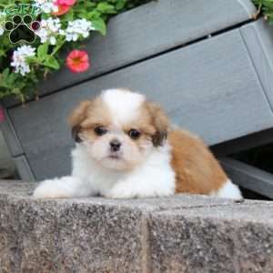 Ragety Ann, Teddy Bear Puppy